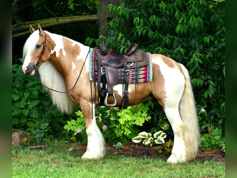 Gypsy Horse Gelding 6 years 14,3 hh in Strasburg, OH