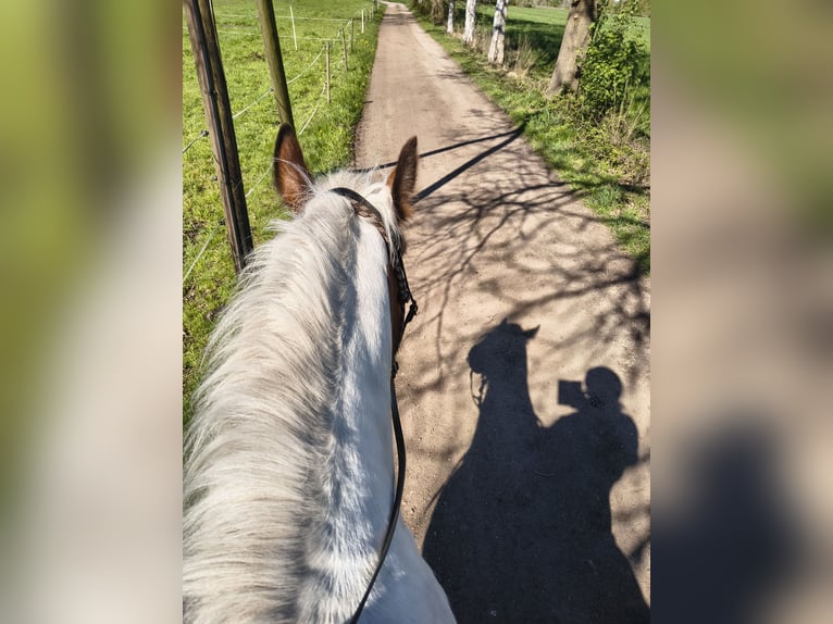 Gypsy Horse Gelding 6 years 15.1 hh Pinto in Westoverledingen