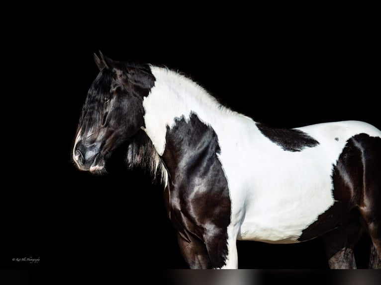 Gypsy Horse Mix Gelding 6 years 15,1 hh Pinto in Miller