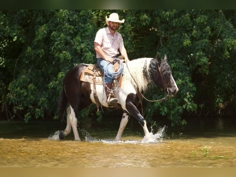 Gypsy Horse Mix Gelding 6 years 15,1 hh Pinto in Miller