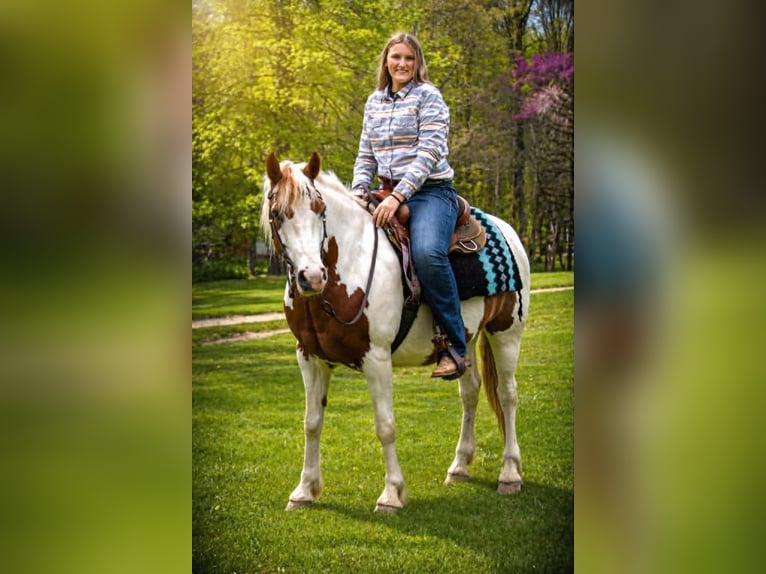 Gypsy Horse Gelding 6 years 15.1 hh Pinto in Saint Joe