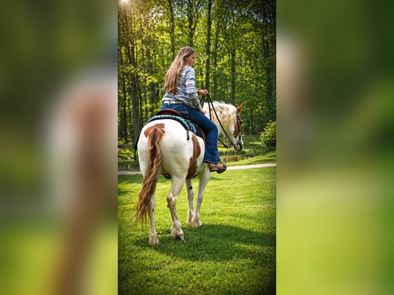 Gypsy Horse Gelding 6 years 15.1 hh Pinto in Saint Joe