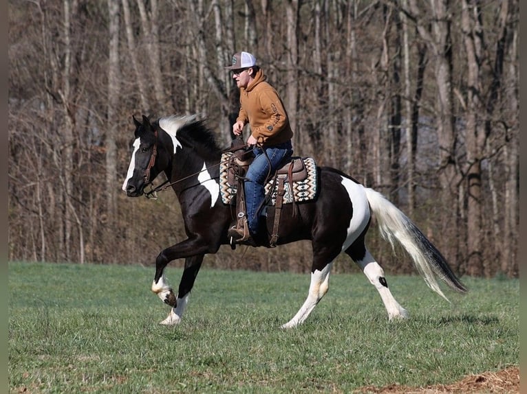 Gypsy Horse Gelding 6 years 15,1 hh Tobiano-all-colors in Parkers Lake KY