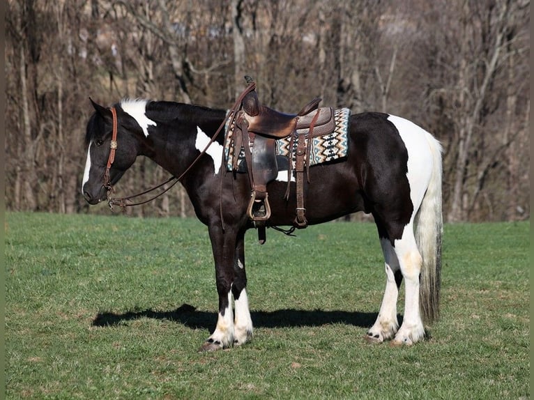 Gypsy Horse Gelding 6 years 15,1 hh Tobiano-all-colors in Parkers Lake KY