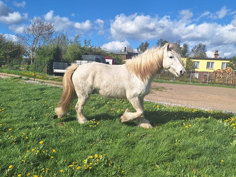 Gypsy Horse Gelding 6 years 15,2 hh Gray in Baumgarten
