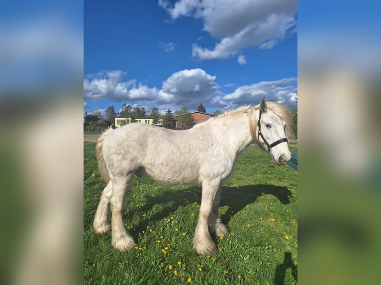 Gypsy Horse Gelding 6 years 15,2 hh Gray in Baumgarten