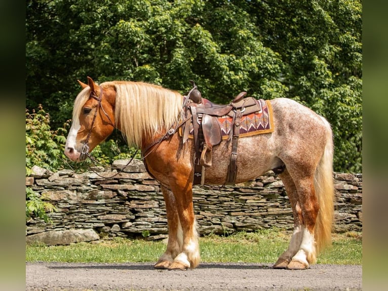 Gypsy Horse Gelding 6 years 15,2 hh Sorrel in Dallas PA