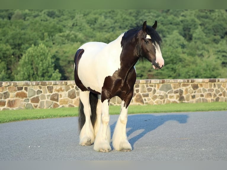 Gypsy Horse Gelding 6 years 15,2 hh in Millerstown, PA