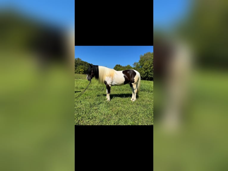 Gypsy Horse Mix Gelding 6 years 15,2 hh in Mize, KY