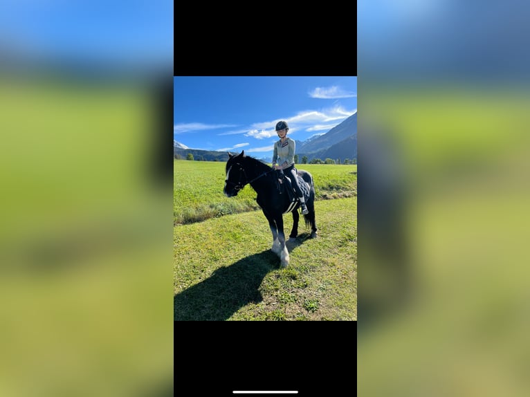 Gypsy Horse Gelding 6 years 15 hh Black in Umhausen