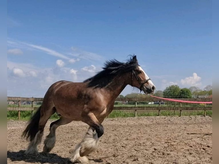 Gypsy Horse Gelding 6 years 15 hh Brown in Numansdorp