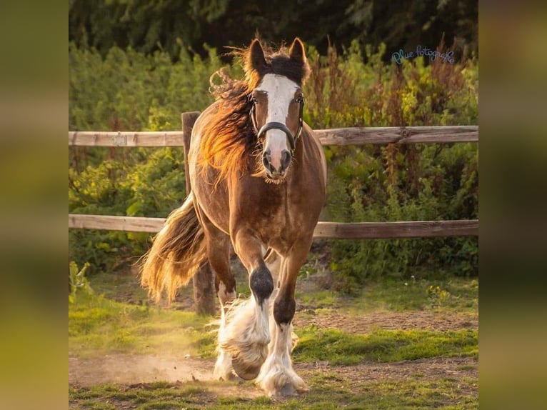 Gypsy Horse Gelding 6 years 15 hh Brown in Numansdorp