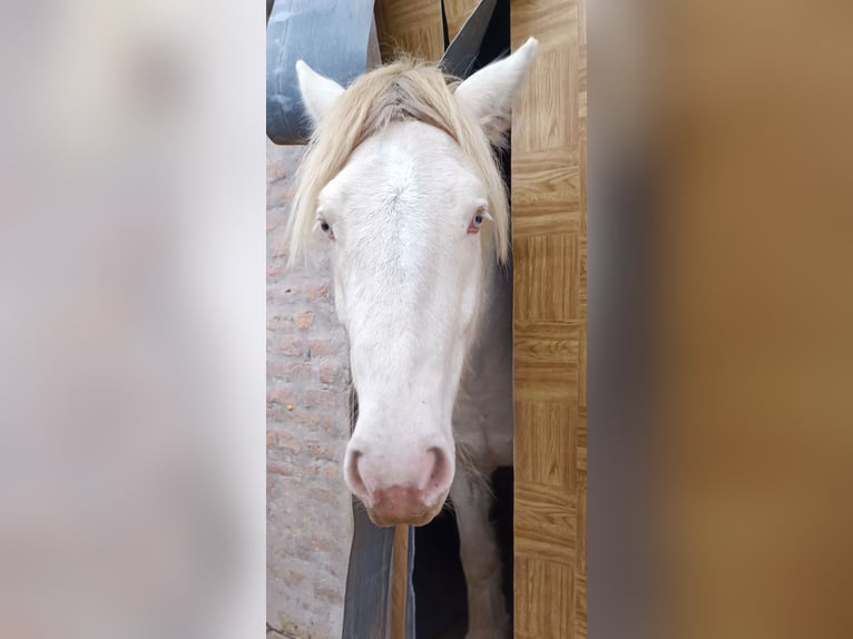 Gypsy Horse Gelding 6 years 15 hh Cremello in Töttös