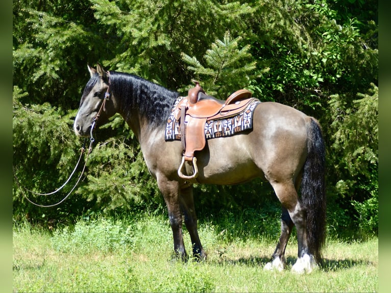 Gypsy Horse Gelding 6 years 15 hh Grullo in Roy WA