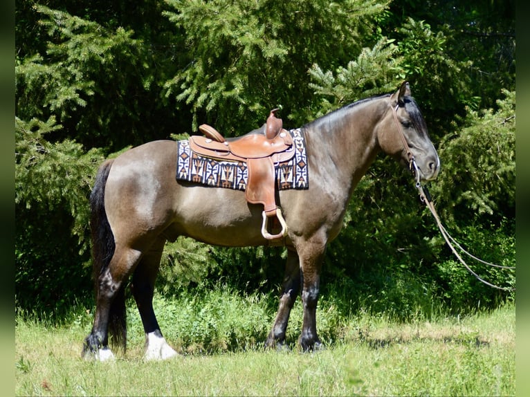 Gypsy Horse Gelding 6 years 15 hh Grullo in Roy WA