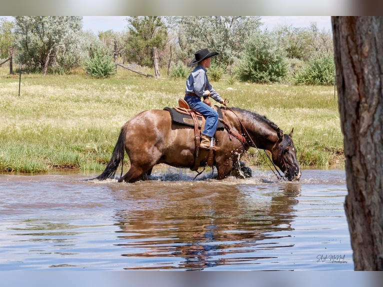 Gypsy Horse Gelding 6 years 15 hh Grullo in Roy WA