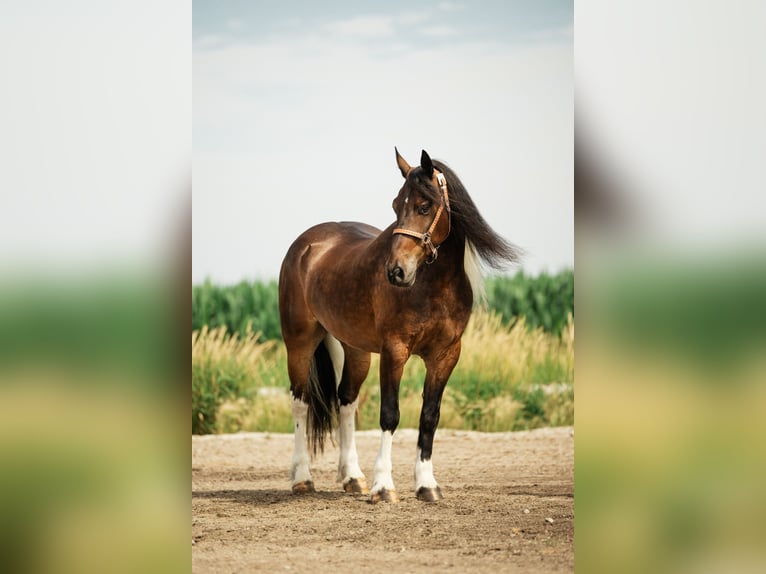 Gypsy Horse Mix Gelding 6 years 15 hh Pinto in Cambridge