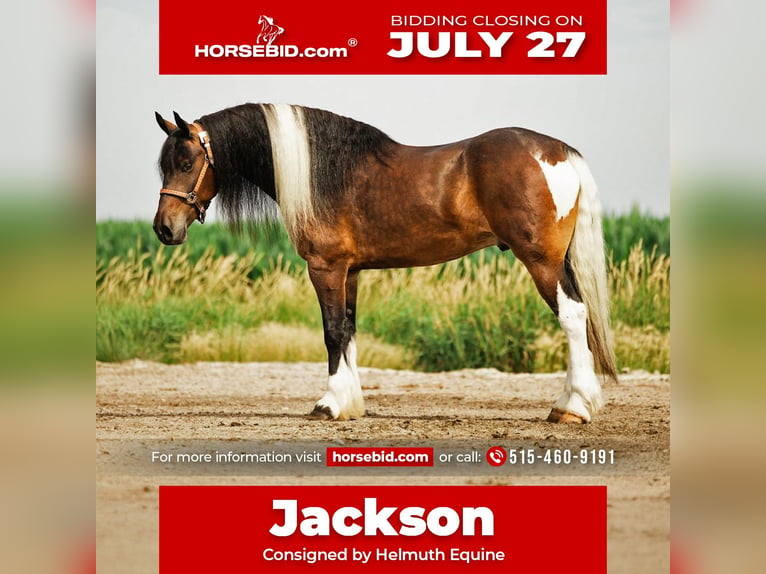 Gypsy Horse Mix Gelding 6 years 15 hh Pinto in Cambridge