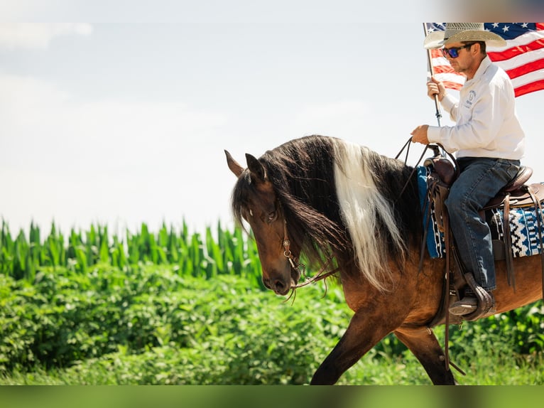 Gypsy Horse Mix Gelding 6 years 15 hh Pinto in Cambridge