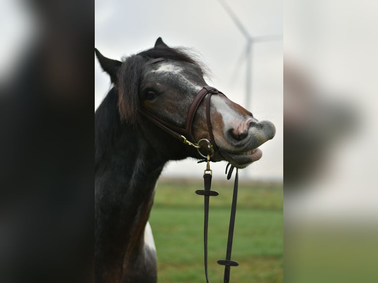 Gypsy Horse Gelding 6 years 15 hh Pinto in Geilenkirchen