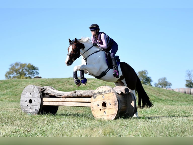 Gypsy Horse Mix Gelding 6 years 15 hh Pinto in Mount Vernon, MO