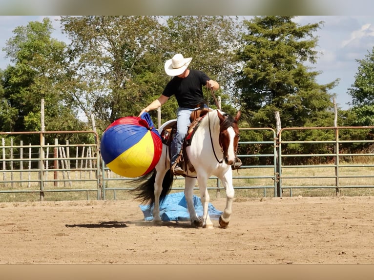 Gypsy Horse Mix Gelding 6 years 15 hh Pinto in Mount Vernon, MO