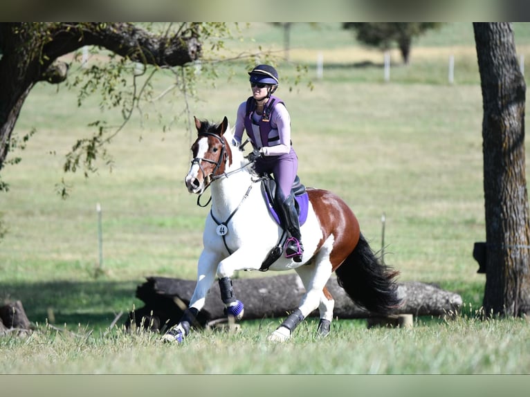 Gypsy Horse Mix Gelding 6 years 15 hh Pinto in Mount Vernon, MO