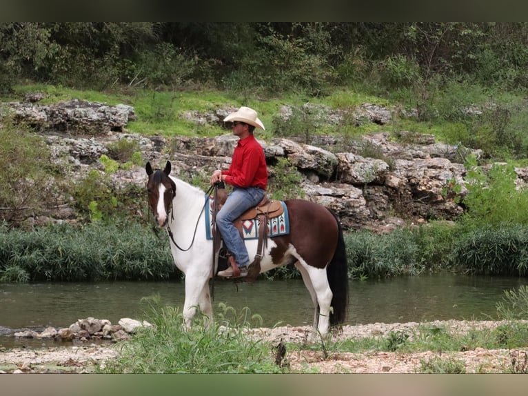 Gypsy Horse Mix Gelding 6 years 15 hh Pinto in Mount Vernon, MO