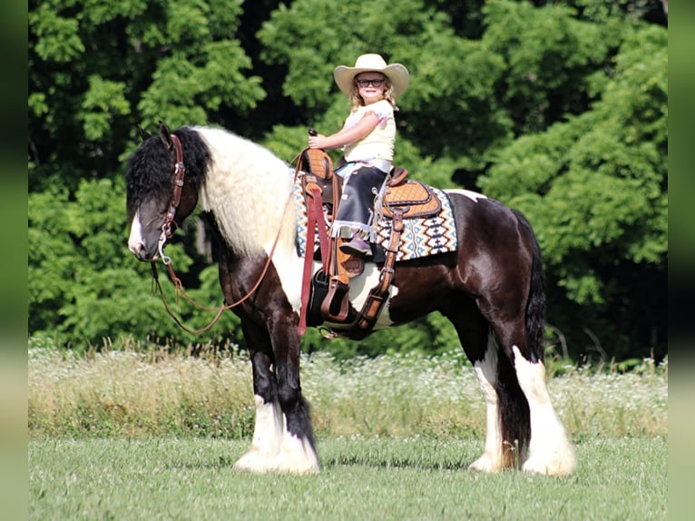Gypsy Horse Gelding 6 years 15 hh Tobiano-all-colors in Mount Vernon Ky