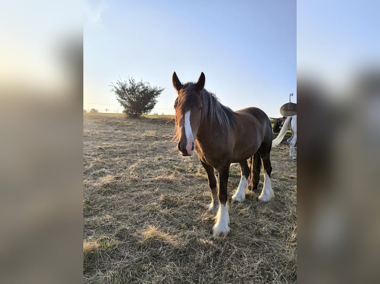Gypsy Horse Gelding 6 years 15,1 hh Brown in Großalmerode