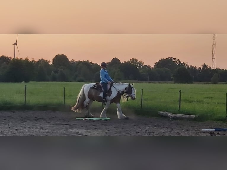 Gypsy Horse Gelding 6 years 15,1 hh Pinto in Westoverledingen