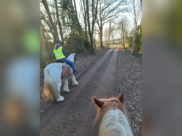 Gypsy Horse Gelding 6 years 15,1 hh Pinto in Westoverledingen