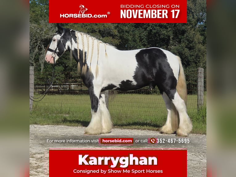 Gypsy Horse Gelding 6 years 15,1 hh Pinto in Ocala