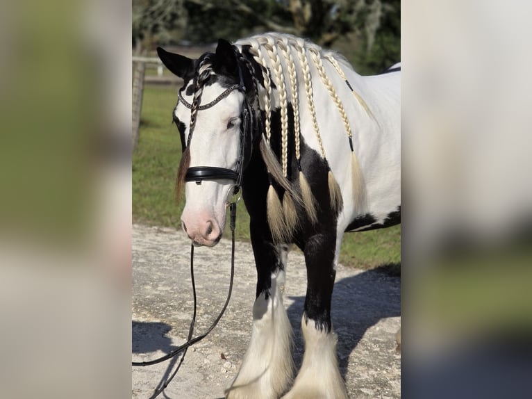 Gypsy Horse Gelding 6 years 15,1 hh Pinto in Ocala