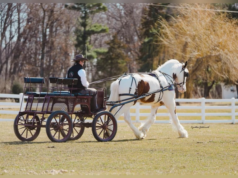 Gypsy Horse Gelding 6 years 16,2 hh Tobiano-all-colors in INdependence IA