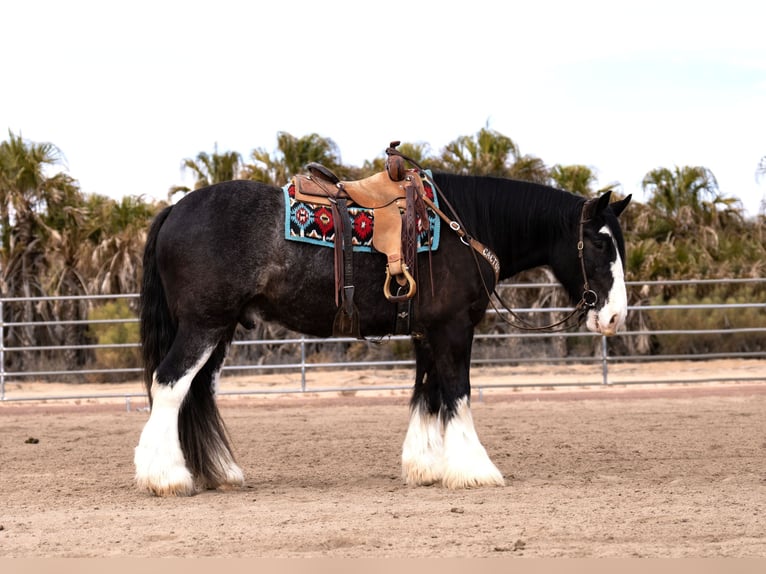 Gypsy Horse Mix Gelding 6 years 16,3 hh Roan-Blue in Aguila, AZ