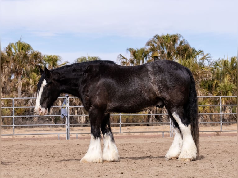 Gypsy Horse Mix Gelding 6 years 16,3 hh Roan-Blue in Aguila, AZ