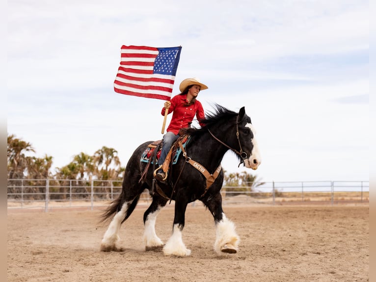 Gypsy Horse Mix Gelding 6 years 16,3 hh Roan-Blue in Aguila, AZ