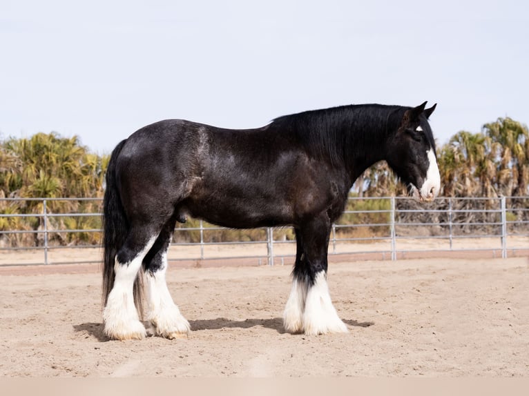 Gypsy Horse Mix Gelding 6 years 16,3 hh Roan-Blue in Aguila, AZ