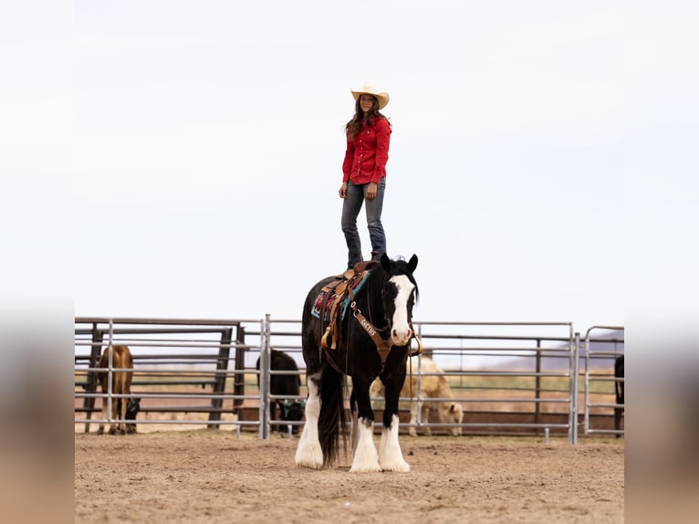 Gypsy Horse Mix Gelding 6 years 16,3 hh Roan-Blue in Aguila, AZ