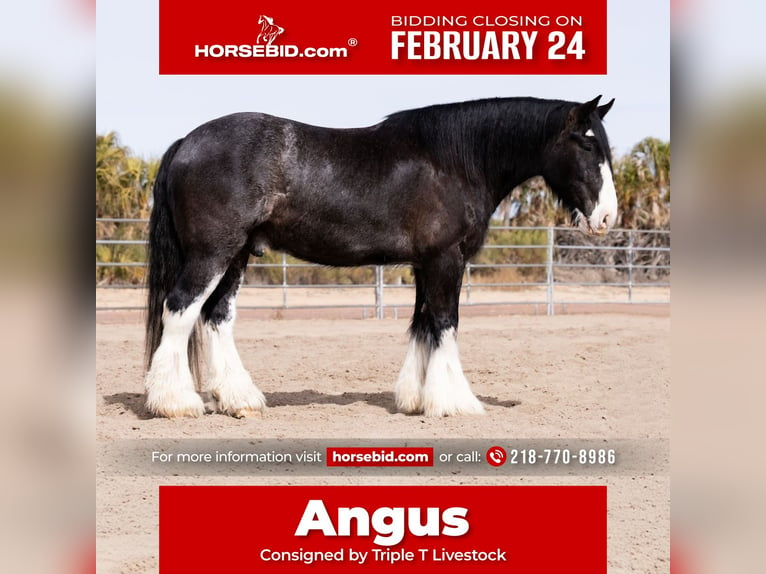 Gypsy Horse Mix Gelding 6 years 16,3 hh Roan-Blue in Aguila, AZ