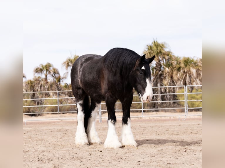 Gypsy Horse Mix Gelding 6 years 16,3 hh Roan-Blue in Aguila, AZ