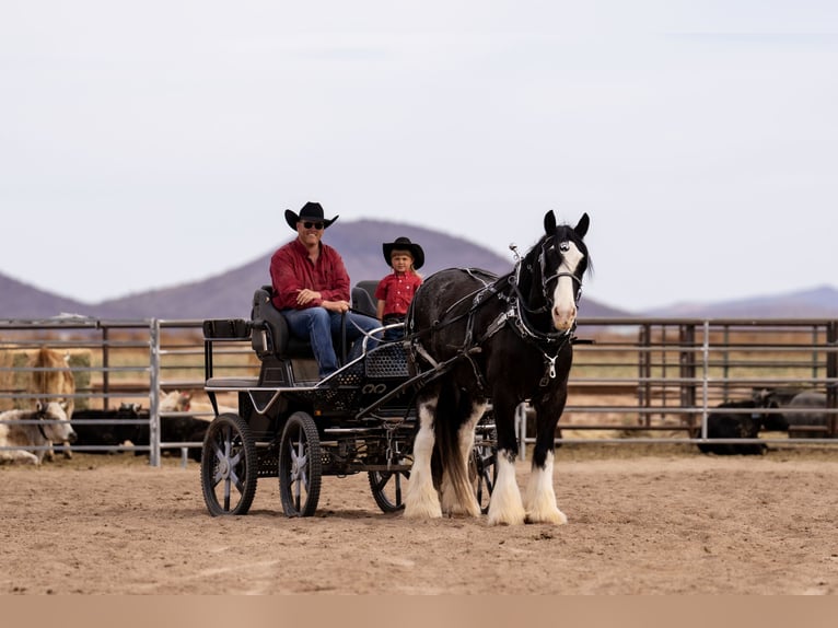 Gypsy Horse Mix Gelding 6 years 16,3 hh Roan-Blue in Aguila, AZ