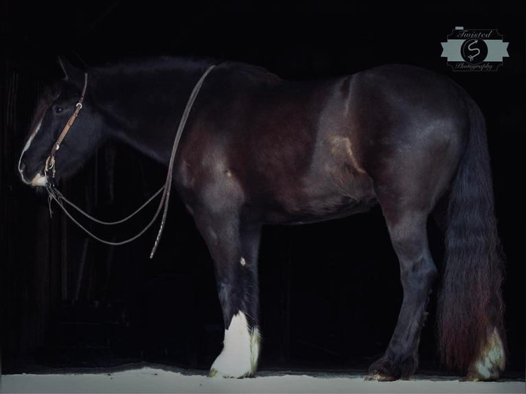 Gypsy Horse Gelding 6 years 16 hh Black in Hardinsburg IN