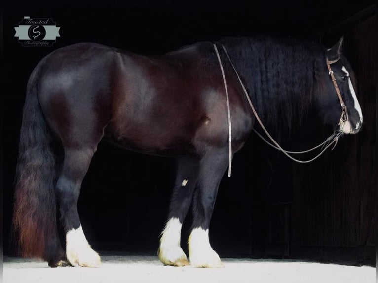 Gypsy Horse Gelding 6 years 16 hh Black in Hardinsburg IN