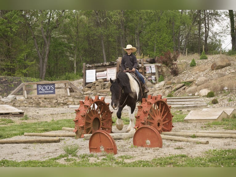 Gypsy Horse Mix Gelding 6 years 16 hh Pinto in Fresno