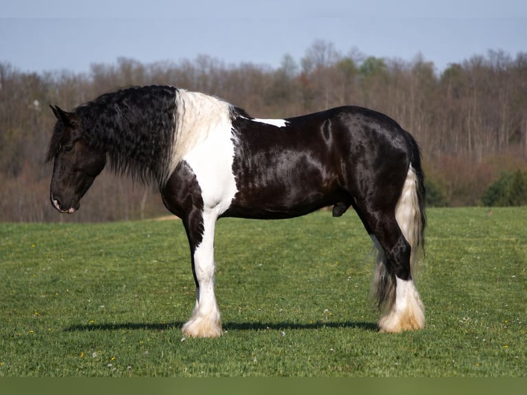Gypsy Horse Mix Gelding 6 years 16 hh Pinto in Fresno