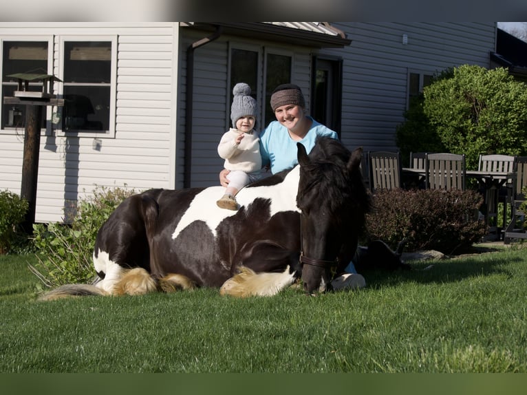 Gypsy Horse Mix Gelding 6 years 16 hh Pinto in Fresno