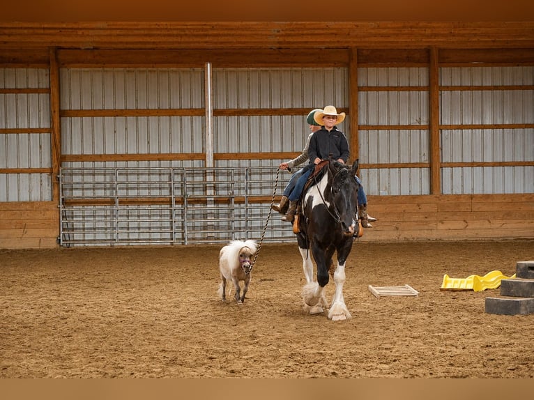 Gypsy Horse Mix Gelding 6 years 16 hh Pinto in Fresno