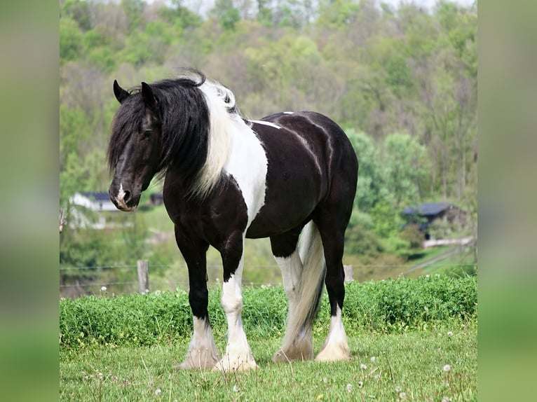 Gypsy Horse Mix Gelding 6 years 16 hh Pinto in Fresno